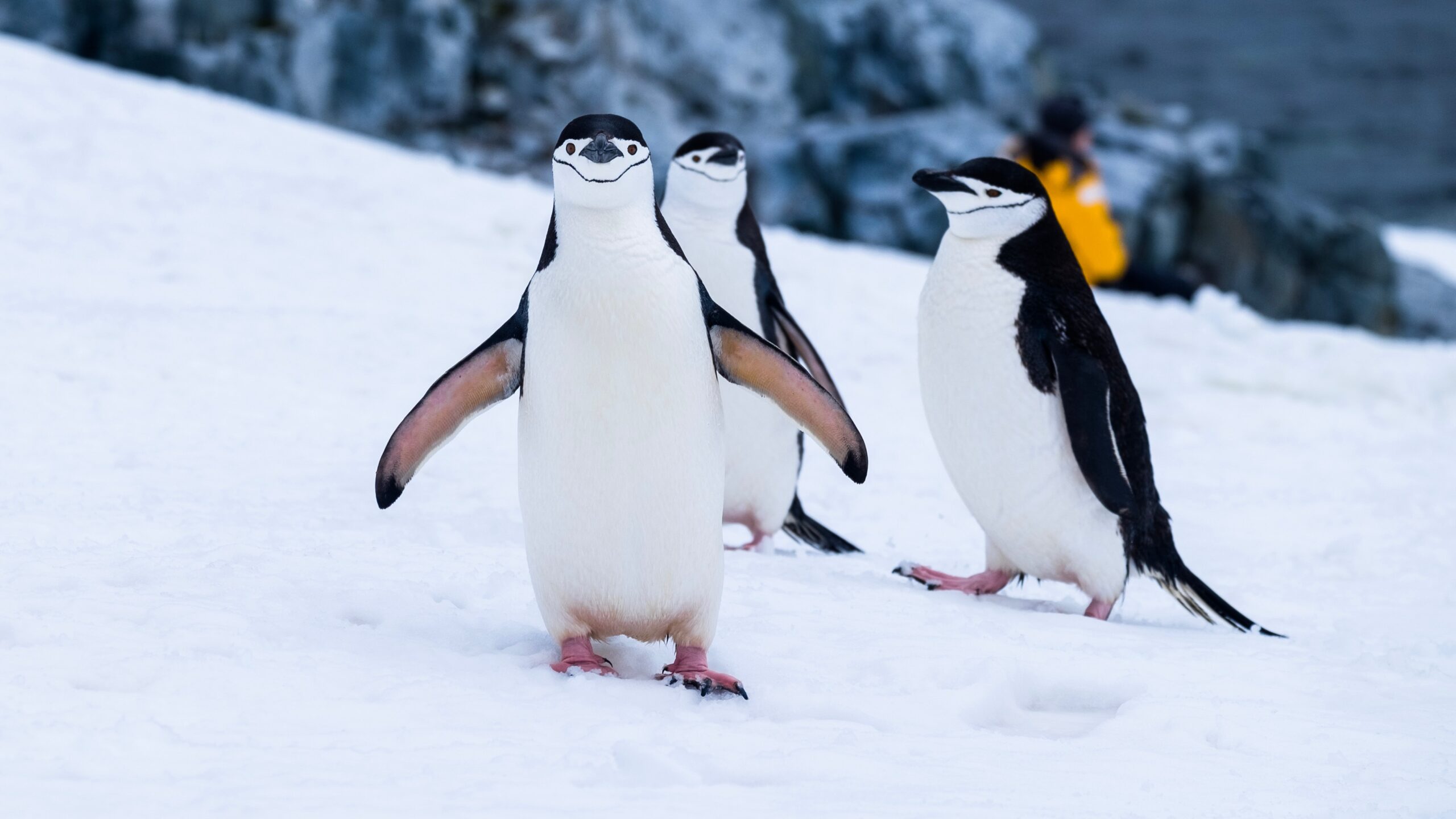 Penguin Walk Ice